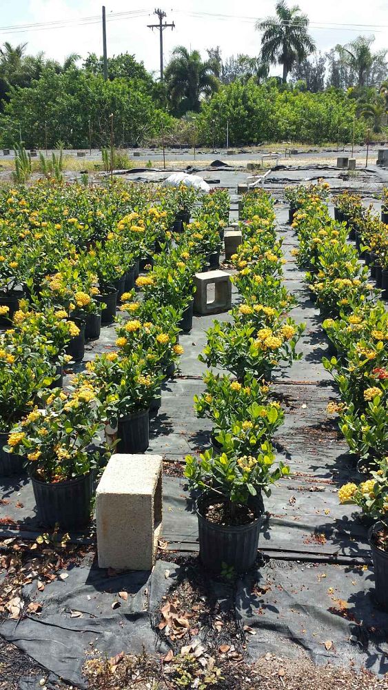 ixora-coccinea-maui-yellow-flame-of-the-woods-jungle-flame-jungle-geranium