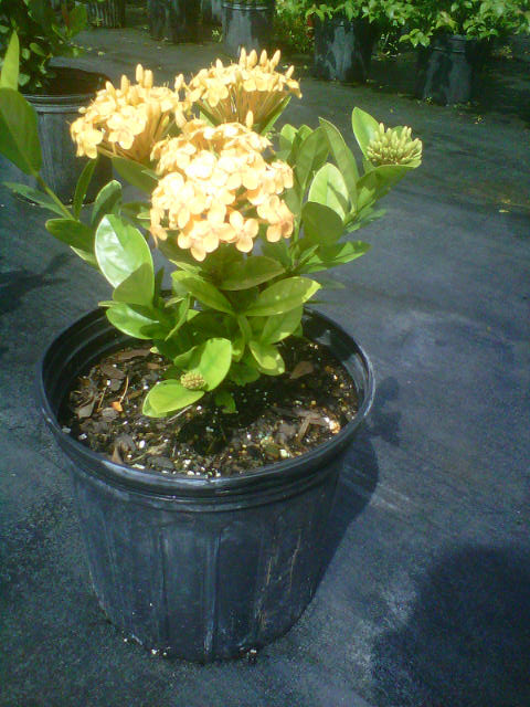 ixora-coccinea-maui-yellow-flame-of-the-woods-jungle-flame-jungle-geranium