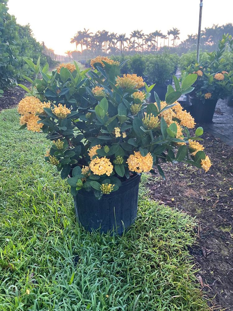 ixora-coccinea-maui-yellow-flame-of-the-woods-jungle-flame-jungle-geranium