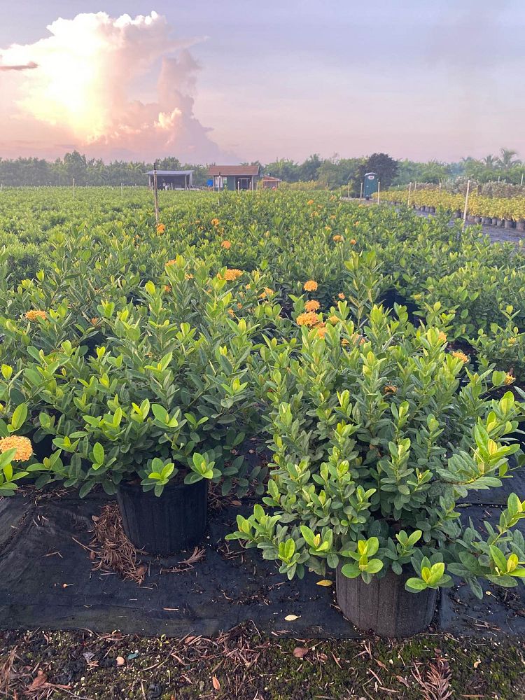 ixora-coccinea-maui-yellow-flame-of-the-woods-jungle-flame-jungle-geranium