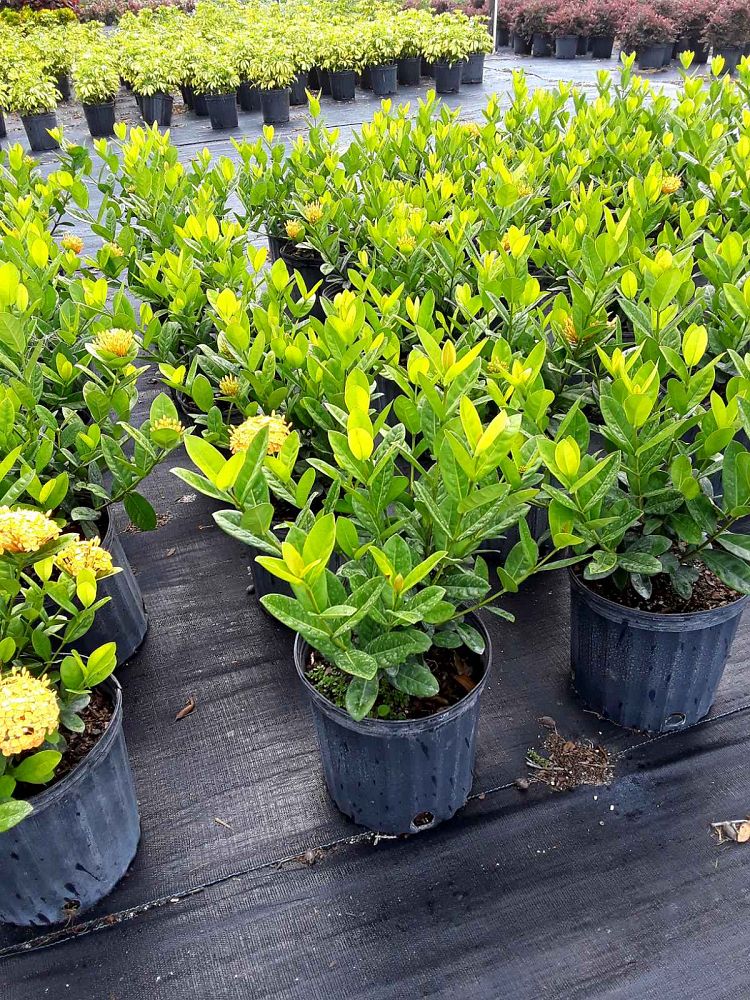 ixora-coccinea-maui-yellow-flame-of-the-woods-jungle-flame-jungle-geranium