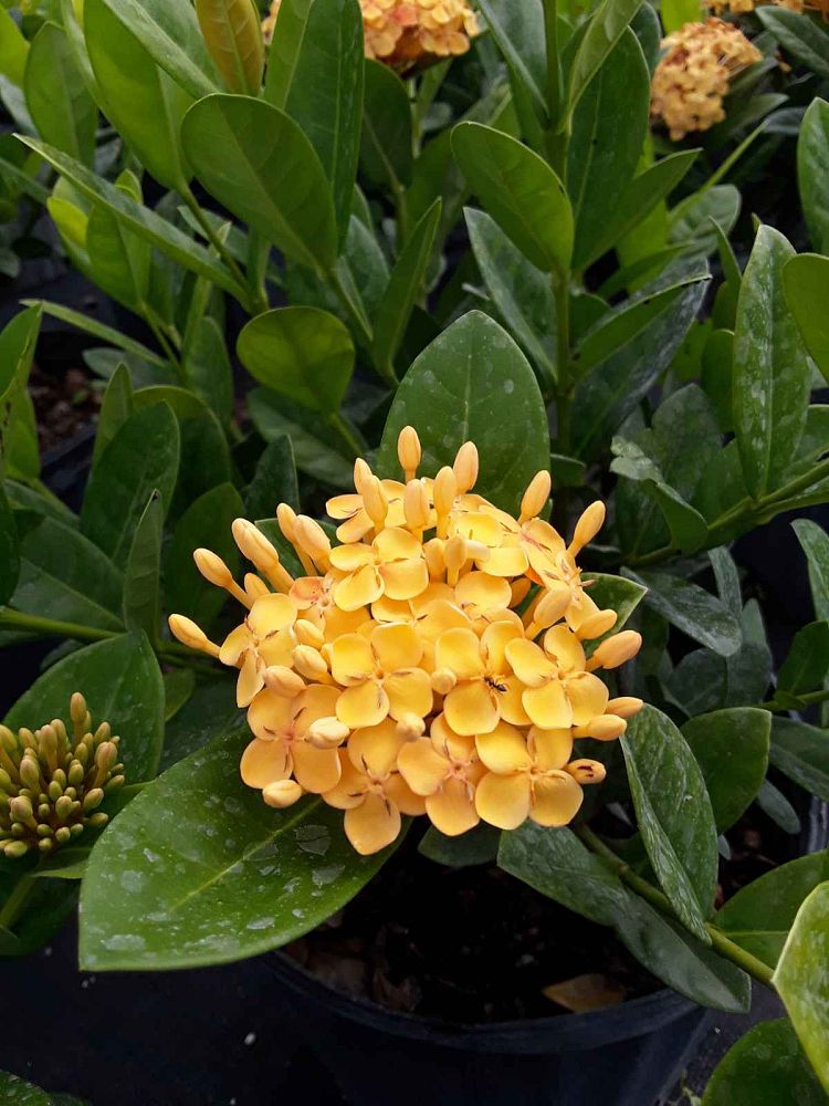 ixora-coccinea-maui-yellow-flame-of-the-woods-jungle-flame-jungle-geranium