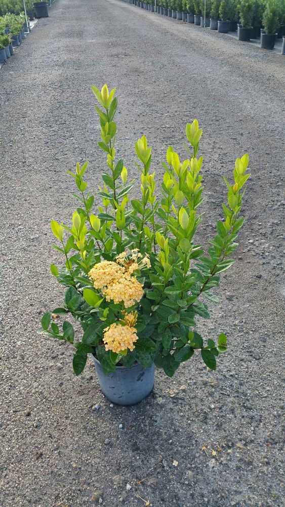 ixora-coccinea-maui-yellow-flame-of-the-woods-jungle-flame-jungle-geranium