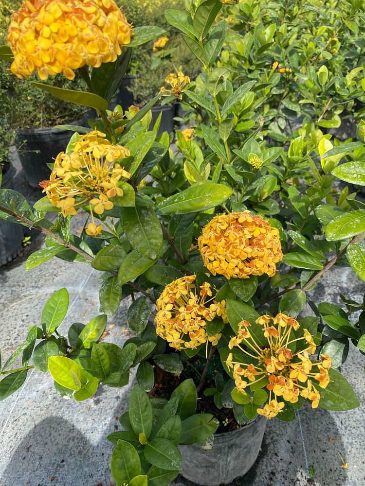 ixora-coccinea-maui-yellow-flame-of-the-woods-jungle-flame-jungle-geranium