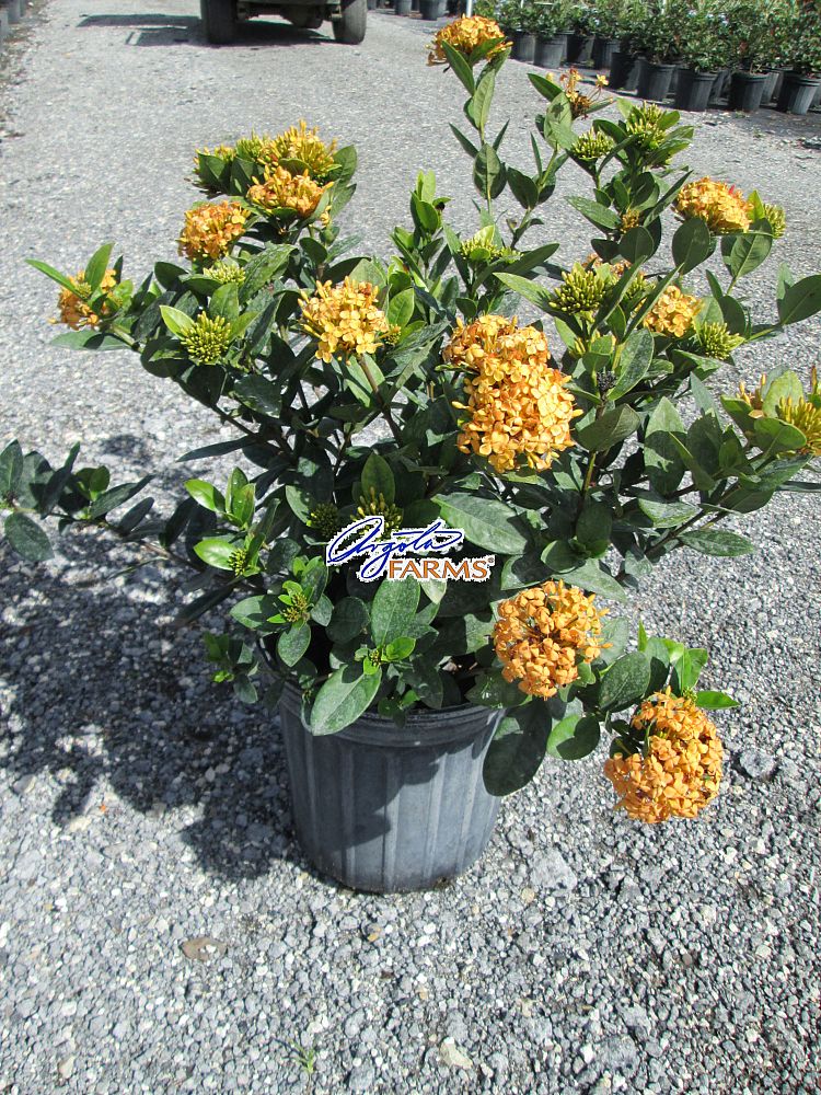 ixora-coccinea-maui-yellow-flame-of-the-woods-jungle-flame-jungle-geranium