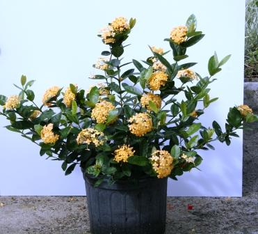ixora-coccinea-maui-yellow-flame-of-the-woods-jungle-flame-jungle-geranium