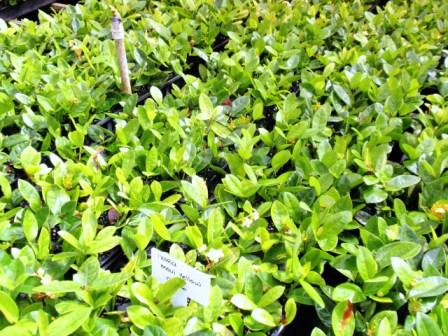 ixora-coccinea-maui-yellow-flame-of-the-woods-jungle-flame-jungle-geranium
