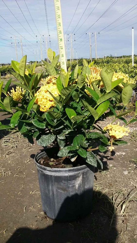 ixora-coccinea-maui-yellow-flame-of-the-woods-jungle-flame-jungle-geranium