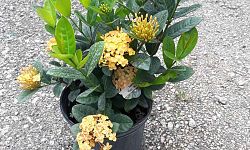 ixora-coccinea-maui-yellow-flame-of-the-woods-jungle-flame-jungle-geranium