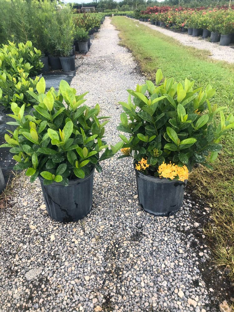 ixora-coccinea-maui-yellow-flame-of-the-woods-jungle-flame-jungle-geranium