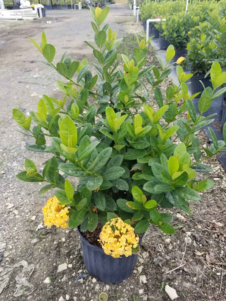 ixora-coccinea-maui-yellow-flame-of-the-woods-jungle-flame-jungle-geranium
