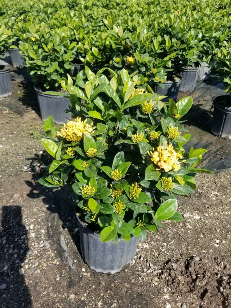 ixora-coccinea-maui-yellow-flame-of-the-woods-jungle-flame-jungle-geranium