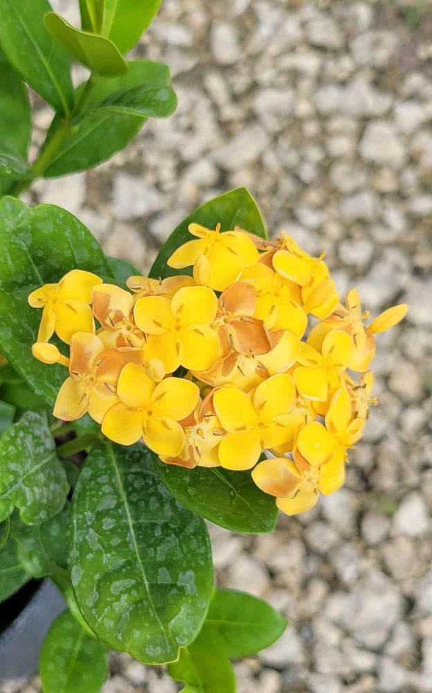 ixora-coccinea-maui-yellow-flame-of-the-woods-jungle-flame-jungle-geranium