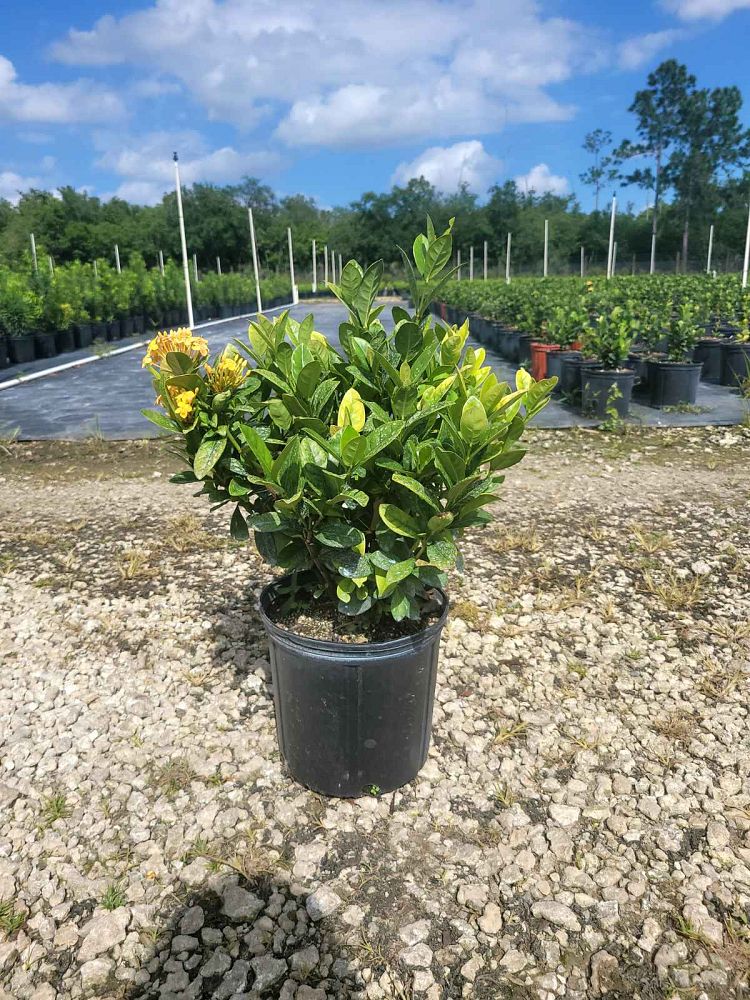 ixora-coccinea-maui-yellow-flame-of-the-woods-jungle-flame-jungle-geranium
