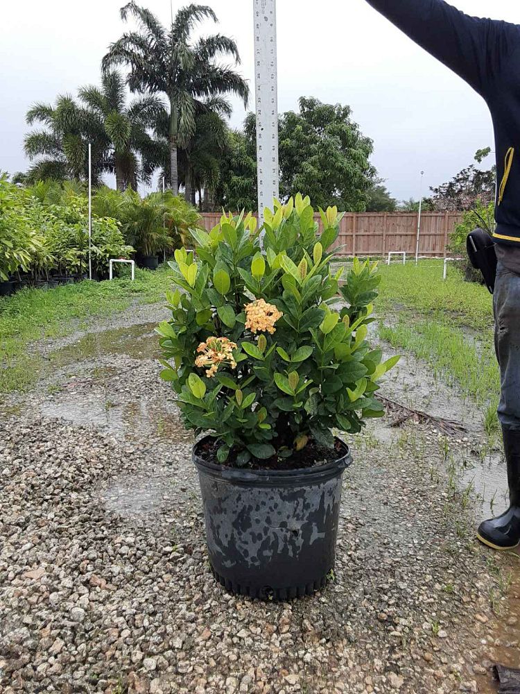 ixora-coccinea-maui-yellow-flame-of-the-woods-jungle-flame-jungle-geranium