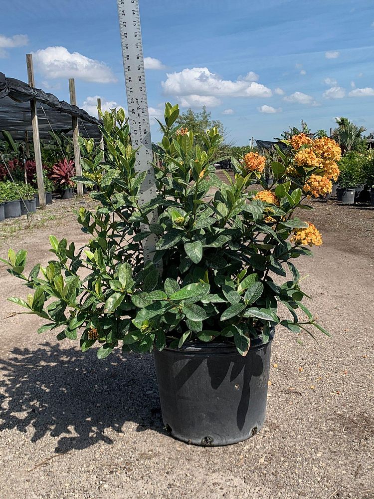 ixora-coccinea-maui-yellow-flame-of-the-woods-jungle-flame-jungle-geranium