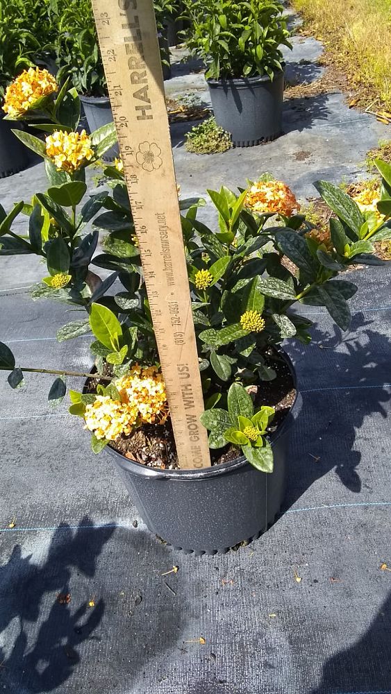 ixora-coccinea-maui-yellow-flame-of-the-woods-jungle-flame-jungle-geranium