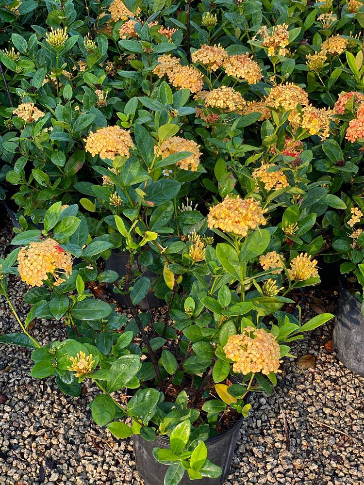 ixora-coccinea-maui-yellow-flame-of-the-woods-jungle-flame-jungle-geranium