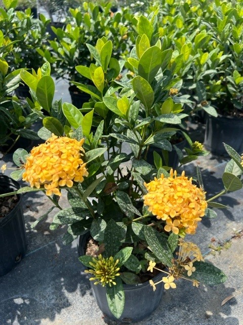 ixora-coccinea-maui-yellow-flame-of-the-woods-jungle-flame-jungle-geranium