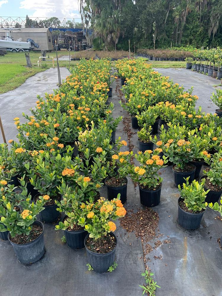 ixora-coccinea-maui-yellow-flame-of-the-woods-jungle-flame-jungle-geranium
