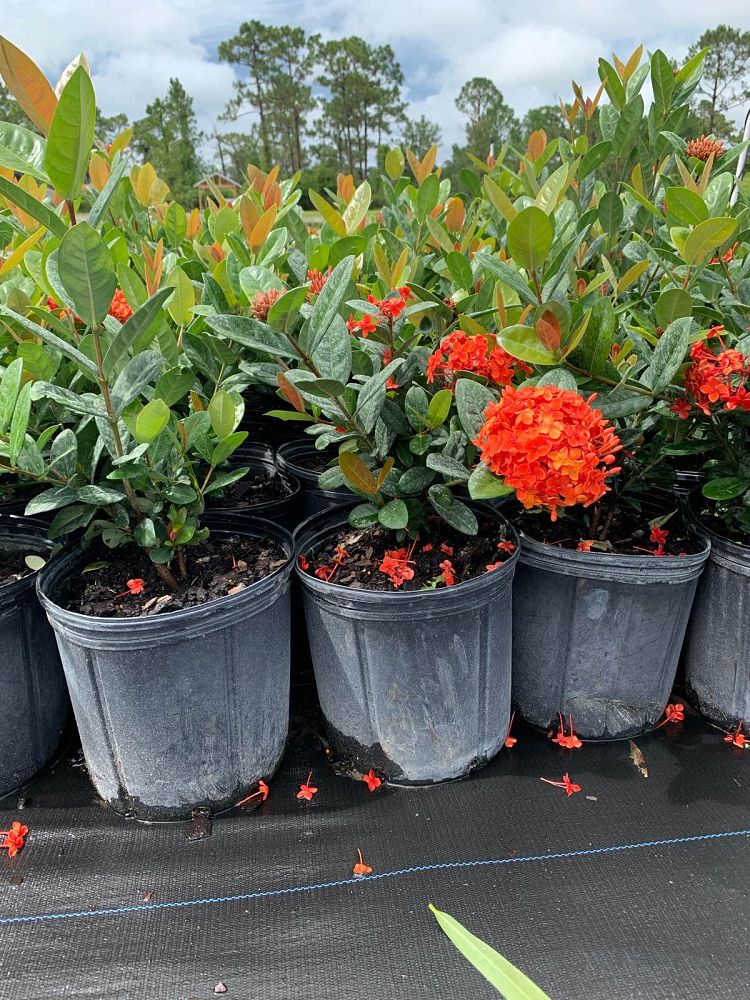 ixora-coccinea-maui-yellow-flame-of-the-woods-jungle-flame-jungle-geranium