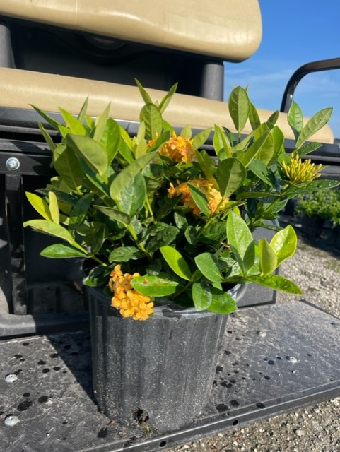 ixora-coccinea-maui-yellow-flame-of-the-woods-jungle-flame-jungle-geranium