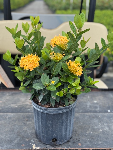 ixora-coccinea-maui-yellow-flame-of-the-woods-jungle-flame-jungle-geranium