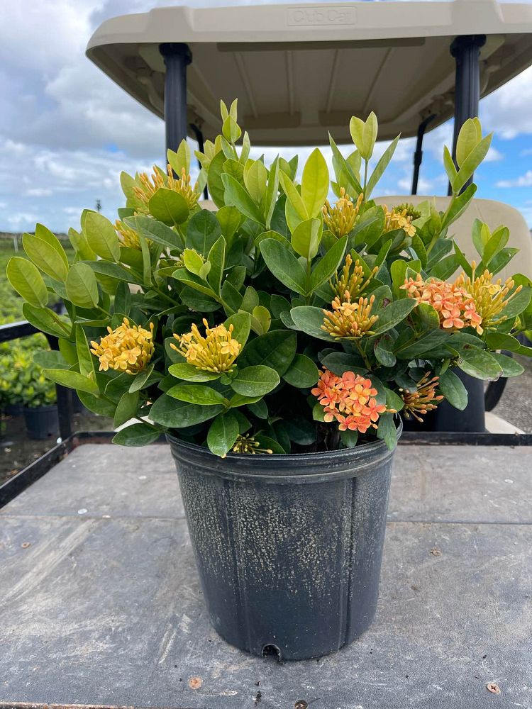 ixora-coccinea-maui-yellow-flame-of-the-woods-jungle-flame-jungle-geranium