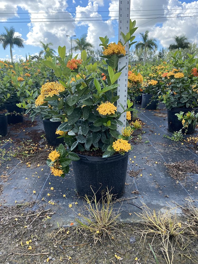 ixora-coccinea-maui-yellow-flame-of-the-woods-jungle-flame-jungle-geranium