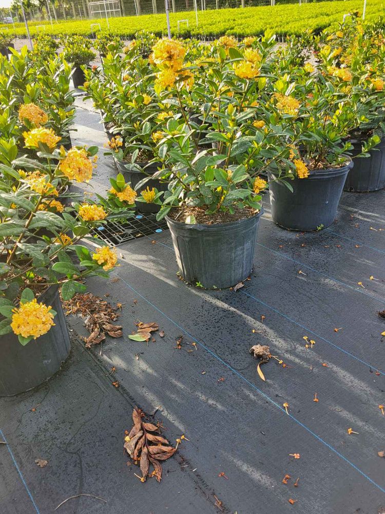 ixora-coccinea-maui-yellow-flame-of-the-woods-jungle-flame-jungle-geranium