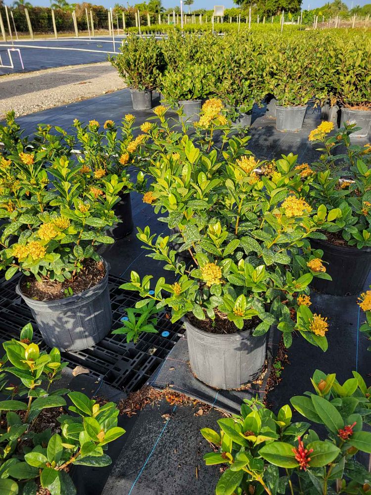 ixora-coccinea-maui-yellow-flame-of-the-woods-jungle-flame-jungle-geranium