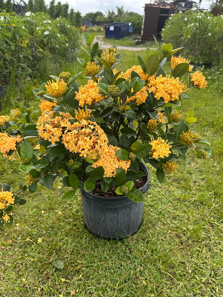 ixora-coccinea-maui-yellow-flame-of-the-woods-jungle-flame-jungle-geranium