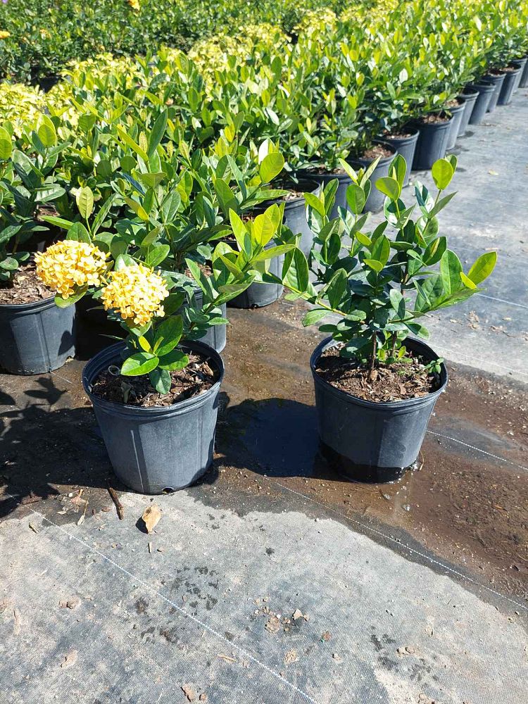 ixora-coccinea-maui-yellow-flame-of-the-woods-jungle-flame-jungle-geranium