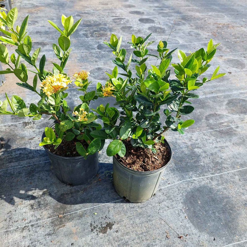 ixora-coccinea-maui-yellow-flame-of-the-woods-jungle-flame-jungle-geranium