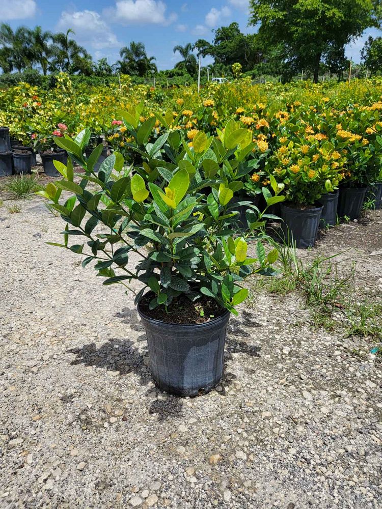 ixora-coccinea-maui-yellow-flame-of-the-woods-jungle-flame-jungle-geranium