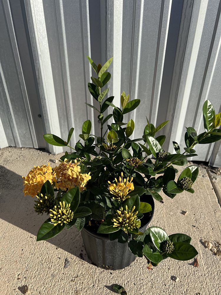 ixora-coccinea-maui-yellow-flame-of-the-woods-jungle-flame-jungle-geranium