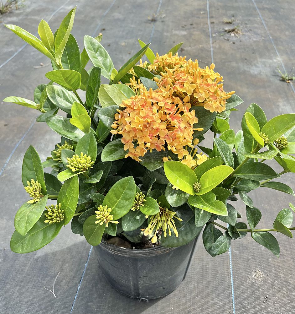 ixora-coccinea-maui-yellow-flame-of-the-woods-jungle-flame-jungle-geranium