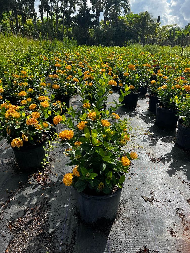 ixora-coccinea-maui-yellow-flame-of-the-woods-jungle-flame-jungle-geranium