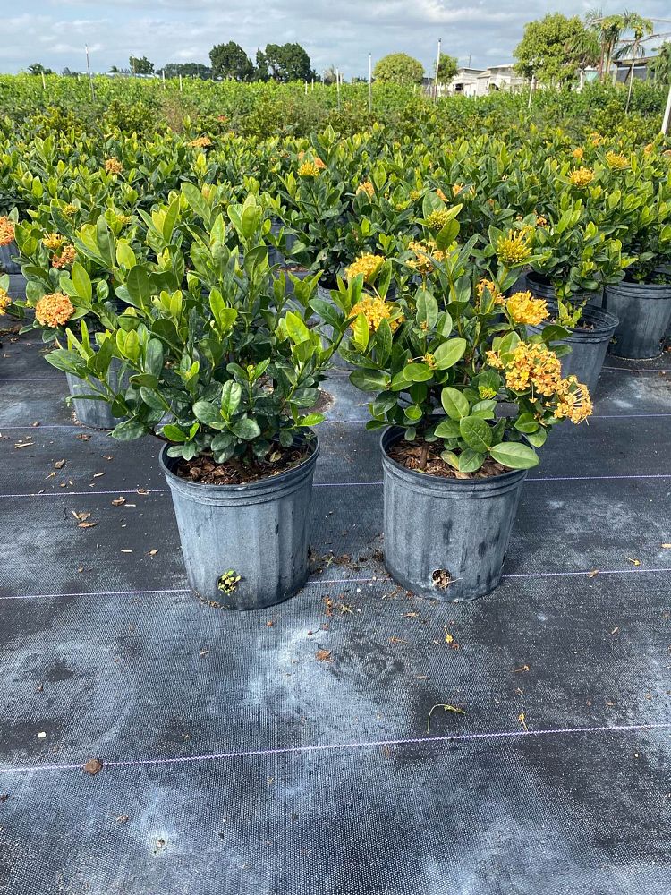 ixora-coccinea-maui-yellow-flame-of-the-woods-jungle-flame-jungle-geranium