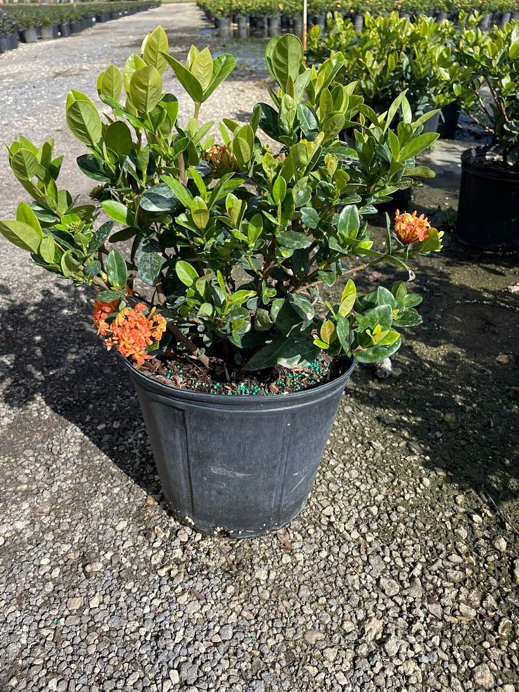 ixora-coccinea-maui-yellow-flame-of-the-woods-jungle-flame-jungle-geranium