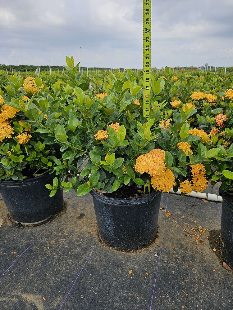 ixora-coccinea-maui-yellow-flame-of-the-woods-jungle-flame-jungle-geranium