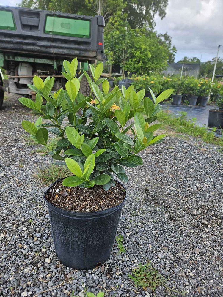 ixora-coccinea-maui-yellow-flame-of-the-woods-jungle-flame-jungle-geranium