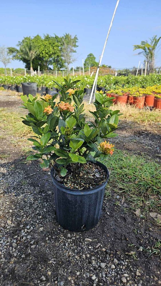 ixora-coccinea-maui-yellow-flame-of-the-woods-jungle-flame-jungle-geranium