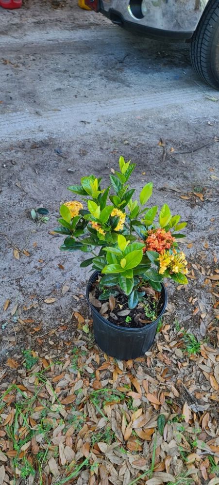 ixora-coccinea-maui-yellow-flame-of-the-woods-jungle-flame-jungle-geranium