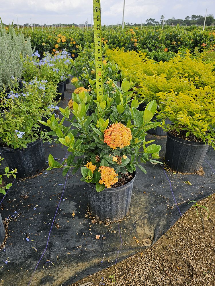 ixora-coccinea-maui-yellow-flame-of-the-woods-jungle-flame-jungle-geranium