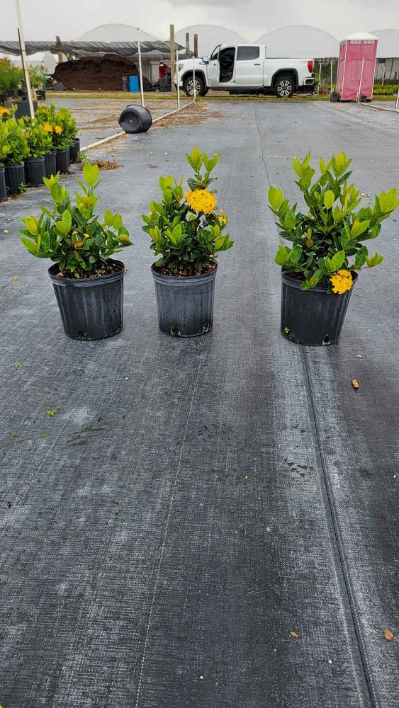 ixora-coccinea-maui-yellow-flame-of-the-woods-jungle-flame-jungle-geranium