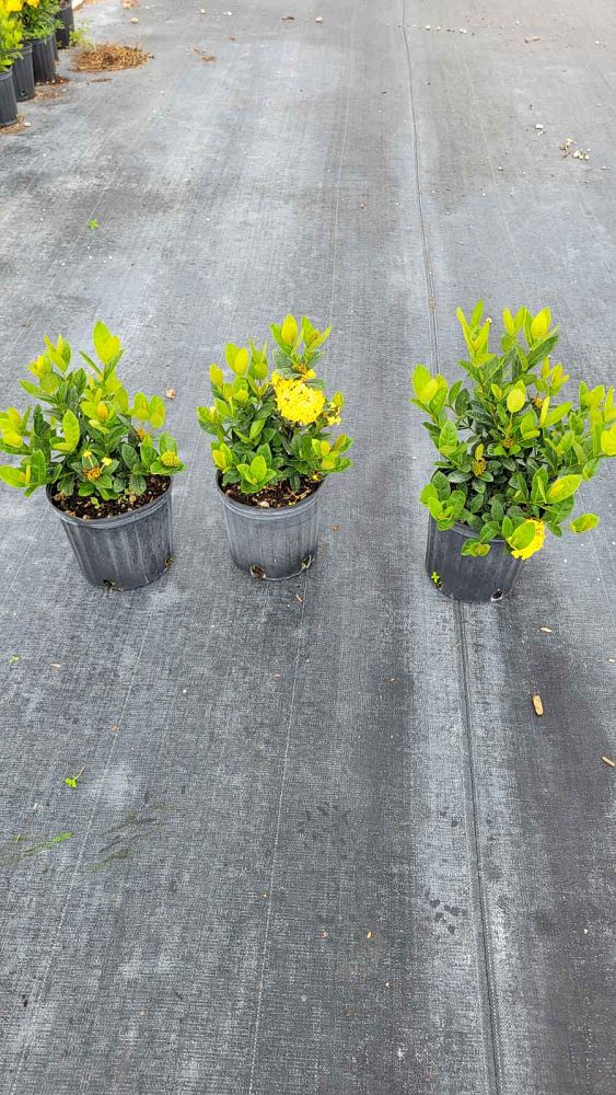 ixora-coccinea-maui-yellow-flame-of-the-woods-jungle-flame-jungle-geranium