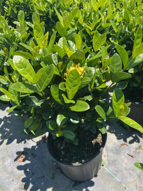 ixora-coccinea-maui-yellow-flame-of-the-woods-jungle-flame-jungle-geranium