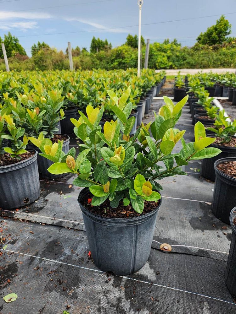 ixora-coccinea-maui-yellow-flame-of-the-woods-jungle-flame-jungle-geranium