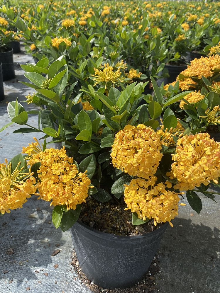 ixora-coccinea-maui-yellow-flame-of-the-woods-jungle-flame-jungle-geranium